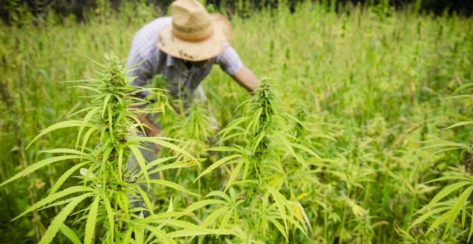 #122 - Farming Hemp for the First Time with Len Mackey of Shima Hill Hemp Farm