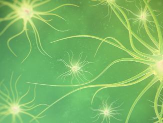 The Endocannabinoid System & the Brain