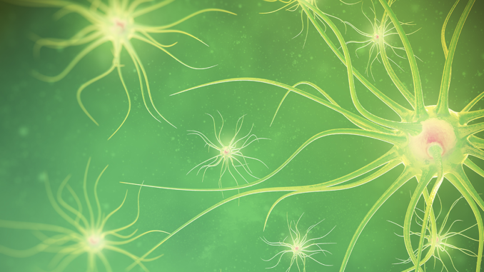 The Endocannabinoid System & the Brain