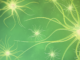 The Endocannabinoid System & the Brain