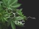 How Does Delta-8 THC Affect The Endocannabinoid System