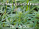 The Many Uses of Hemp