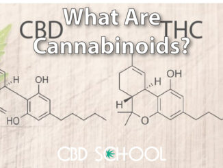 What are Cannabinoids? - CBD School