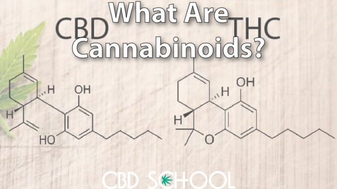 What are Cannabinoids? - CBD School