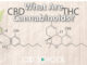 What are Cannabinoids? - CBD School