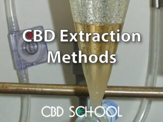 CBD Extraction Methods Explained in Detail