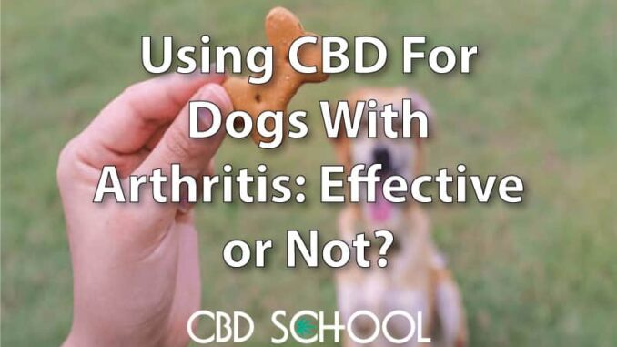 CBD Oils for Dogs With Arthritis: Is It a Scam?