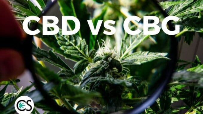 CBD vs. CBG: A Complete Comparison