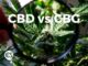 CBD vs. CBG: A Complete Comparison