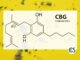 Full Spectrum CBG Oil: What is It?