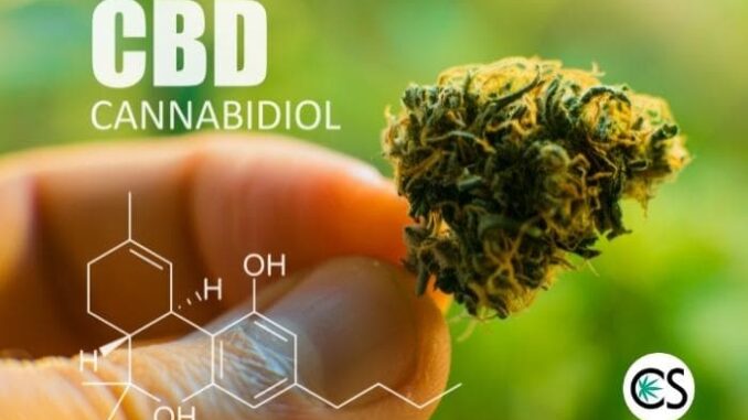 Why Has CBD Become So Popular? Is It Here to Stay?