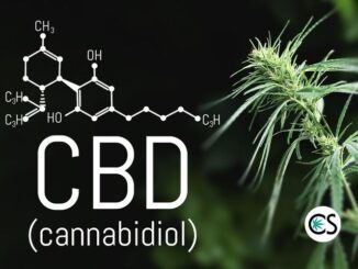 Cannabidiol Effects in the Body Explained