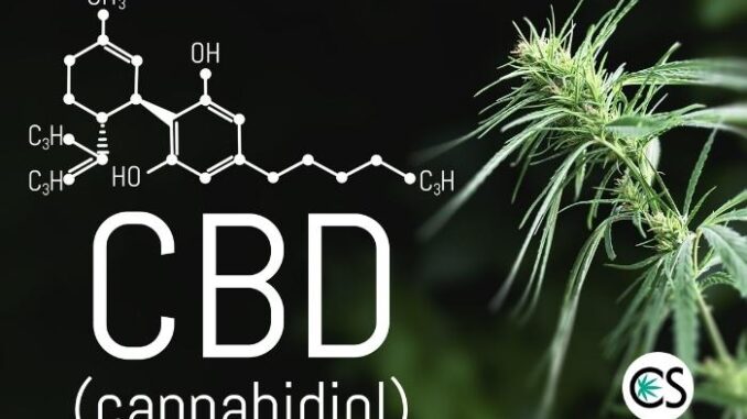 Cannabidiol Effects in the Body Explained