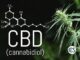 Cannabidiol Effects in the Body Explained