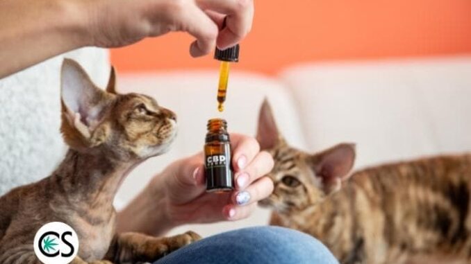 CBD for Cats: All You Need to Know