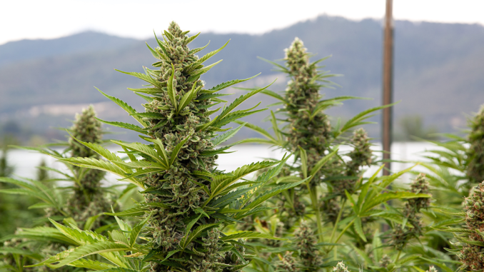 Outdoor or Indoor Grown Cannabis: What's the Difference?